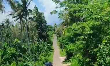 Dijual Tanah Kebun Luas 7.7 Hektar Jembrana - Negara Bali