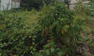 Tanah Bentuk Bagus di Jemursari Surabaya, Lokasi Bagus Sekali