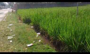 Bismillah Dijual Tanah Lahan Sawah Produktif Pinggir Jalan