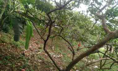 Jual Murah Tanah di dalam Cluster Perumahan di Sawangan Depok