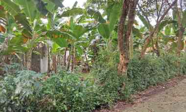 Tanah Kavling 2 Unit dalam Komplek Bukit Cinere Raya Cinere