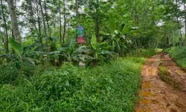 Dijual Tanah Kebun Sengon jl Diponegoro Gandarum Kajen Pekalongan