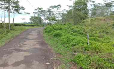 Dijual Tanah Kebun Pinggir Jalan dan Produktif