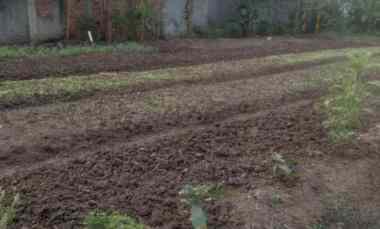 Dijual Tanah di Kampung Kebon Kelapa Satria Jaya Tambun Selatan