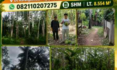 dijual tanah karangbendo rogojampi