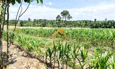 Dijual Tanah Kebun Buah Daerah Talun Kenas Pinggir Jalan Besar