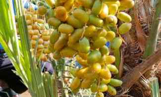 dijual tanah kebun buah produktif 500 macam pohon buah