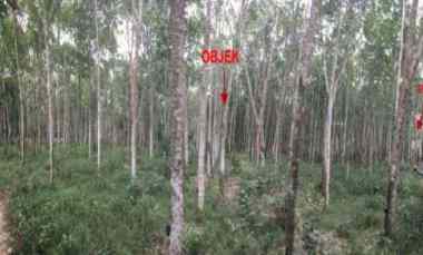 Dijual Tanah Kebun Karet Seluas 10.660 m2 Banyuasin