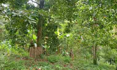 Dijual Tanah Kebun Los Sungai Murah Tempat Strategis