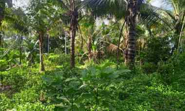 Dijual Tanah Kebun Murah Berlokasi di Desa Lumbung