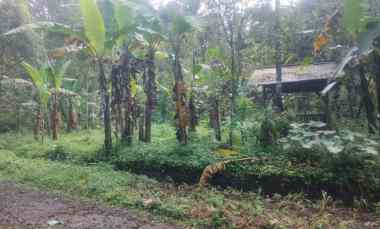 Dijual Tanah Kebun Pinggir jl Desa