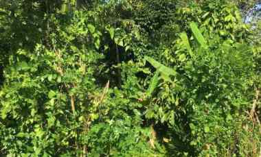 Dijual Tanah Kebun Produktif Murah Tempat Strategis