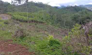 Dijual Tanah Kebun Produktif Pinggir Jalan