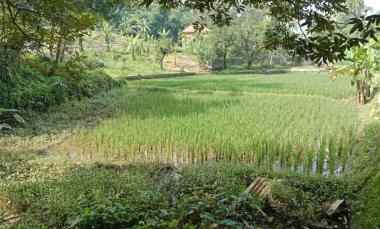 Dijual Tanah, Kebun, Sawah, Empang Tanjungwangi Subang Jabar