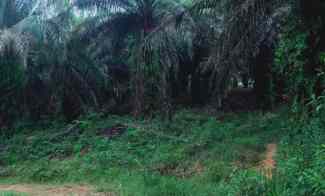 dijual tanah kebun sawit