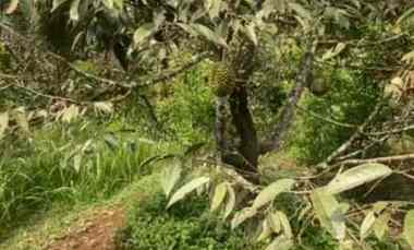 Jual Tanah Kebun Alpukat dan Anggur di Dareah Parung Kuda Sukabumi