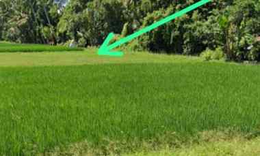 Dijual 38 are, jl. Kebo Iwa Pangkung Tibah Kediri Tabanan