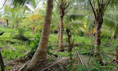 Dijual Tanah Kebun Murah dekat Kota Tabanan Kontur Datar Luas 40 are