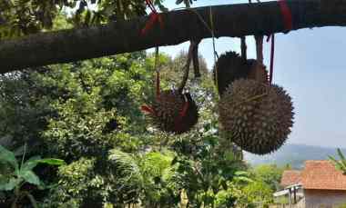 Murah Tanah Kebun Durian Manggis dan Cengkeh di Kiarapedes Purwakarta