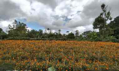dijual tanah kintamani bangli bali