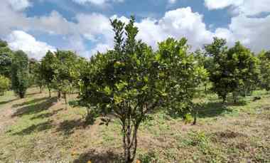 dijual tanah kintamani bangli bali