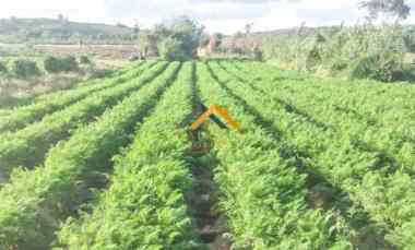 Dijual Tanah Kosong Daerah Karo Sukanalu - Barusjahe