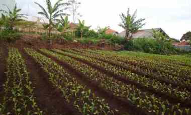 40 Tumbak Tanah Kebun Subur Datar Jalan Mobil, Pasirhalang Bandung