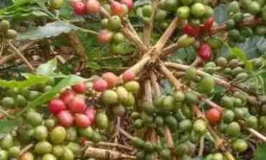 Dijual Murah Kebun Kopi Alpukat Nagrak Paseh Kab. Bandung
