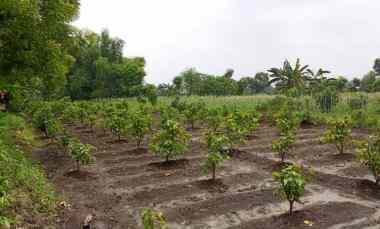 Prospek Tinggi Dijual Tanah Subur Pasuruan, Area Berkembang