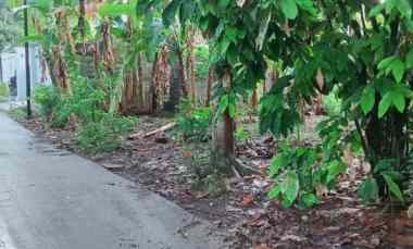 dijual tanah lovina