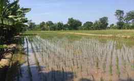 Dijual Tanah Masih Berbentuk Sawah