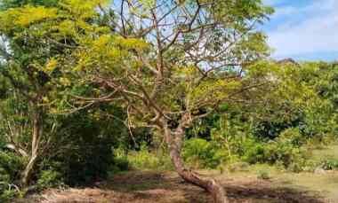 Dijual 50 are, jl. Melangkaja Mundeh GOA GONG Kutuh Kuta Selatan