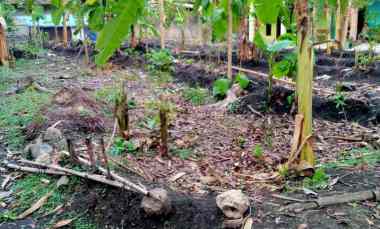 Tanah Pekarangan Lokasi Strategis Jual Murah Sumberlawang SragenJateng