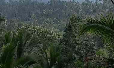 Dijual Lahan Perkebunan dengan Luas 2 Hektar Harga 7 JT/are