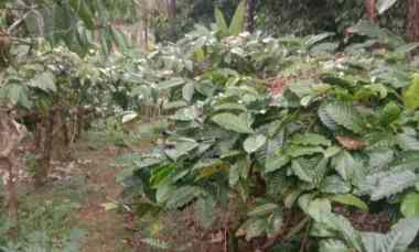 Tanah Dijual di Mundeh, Tabanan, Bali