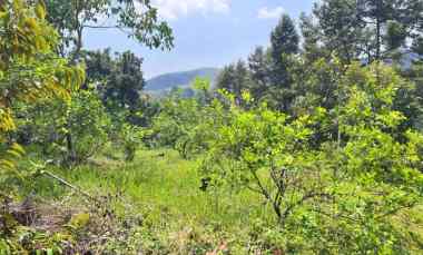 Kebun Durian 5190m Kawasan Wisata Ngargoyoso Karanganyar