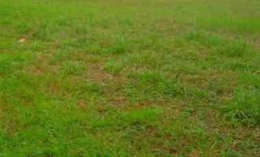 Kavling Pakuwon City Kenjeran Merr Surabaya Strategis dekat Pakuwon Mall