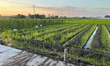 dijual tanah pantai kedungu tabanan bali