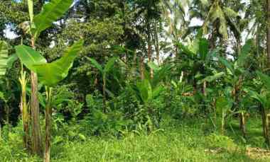 dijual tanah payangan gianyar bali