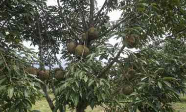 dijual tanah pekalongan kabupaten