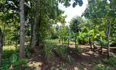 Tanah Dijual di playen gunung kidul