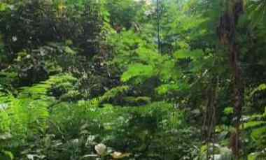 dijual tanah penebel tabanan bali