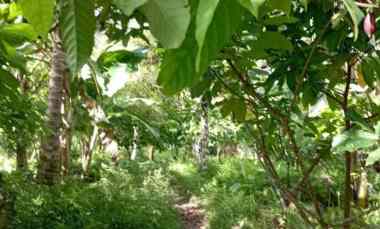 Dijual Tanah 17950 m2 di Penyaringan Mendoyo Jembrana Bali