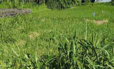 Dijual Sebidang Tanah Murah Kawasan Nyaman di Pering Gianyar