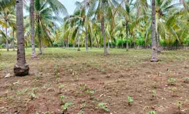 Dijual Tanah Pertanian di Lombok Utara dekat Rinjani