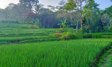 Tanah Sawah dan Kebun Manggis dekat Jalan Raya Provinsi di Pondoksalam