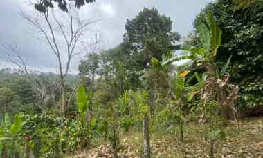 Dijual Lahan Kebun Produktif Cocok untuk Konsep Bisnis Investasi