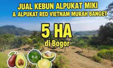 Jual Kebun Alpukat Miki di Bogor