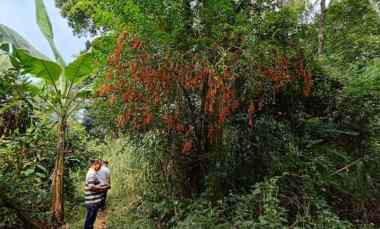 dijual tanah purwodadi