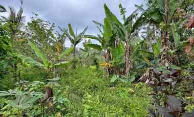 Dijual Lahan dengan Tanah Super Subur Cocok untuk Investasi